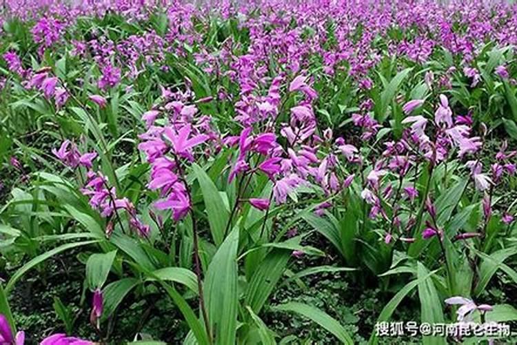 白芨施什么肥最好