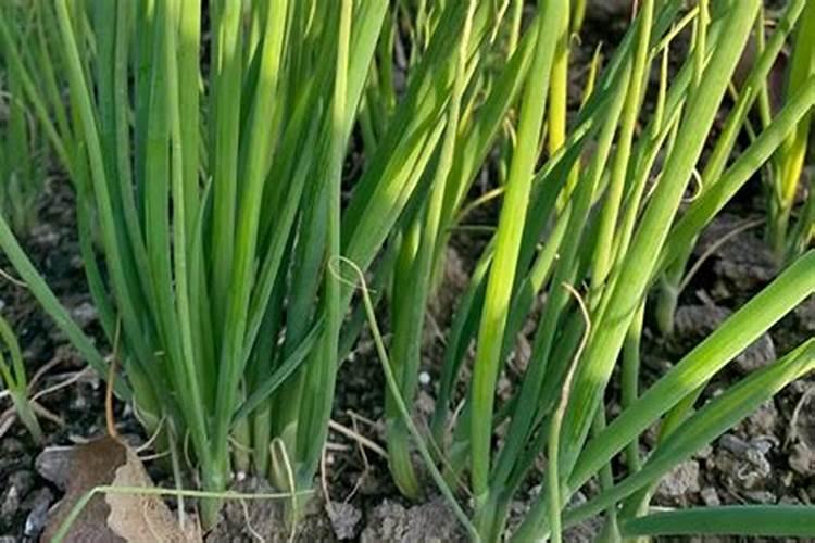 1000公斤产量玉米需氮磷钾量