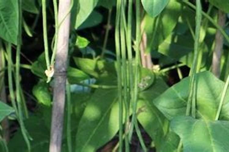 豆角用什么肥料效果好(种植豆角结果期需要什么叶面肥)