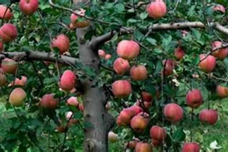 盆栽苹果树什么时间浇水使肥料好？
