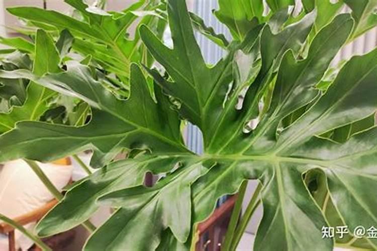 北方怎么种茶树这个可不是一般人能种植的~