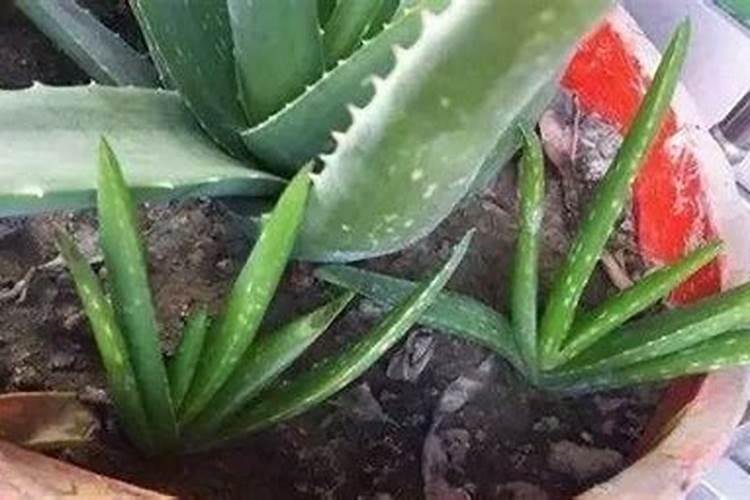 二铵一亩地上多少斤