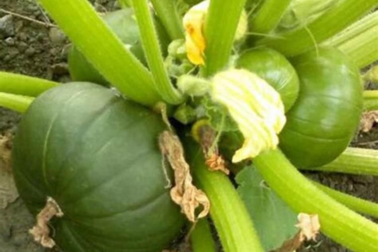 有机肥料可以直接种花吗