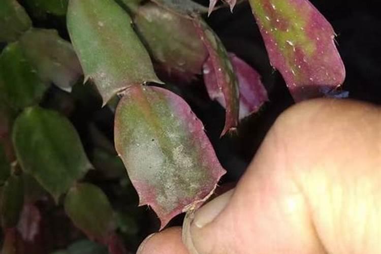 什么东西含钾可以做肥料;高钾肥料有哪些