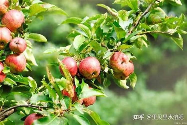 高钾肥料有哪些