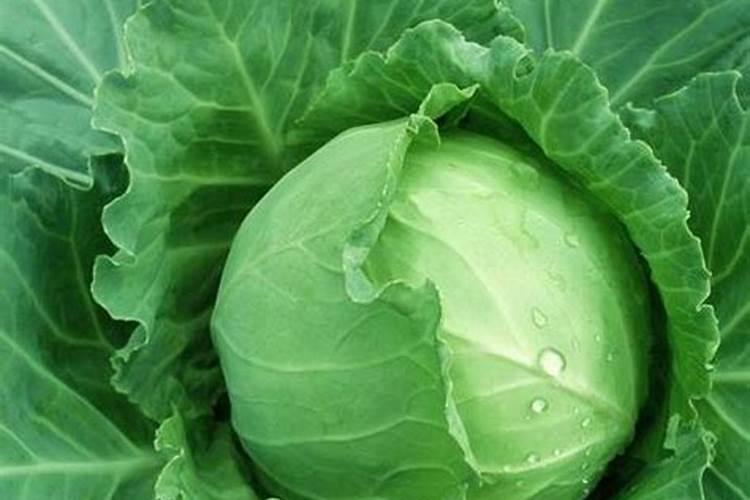 含锌的食物有哪些