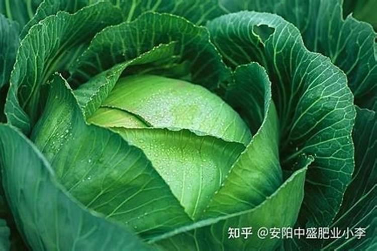 卷心菜怎么施肥