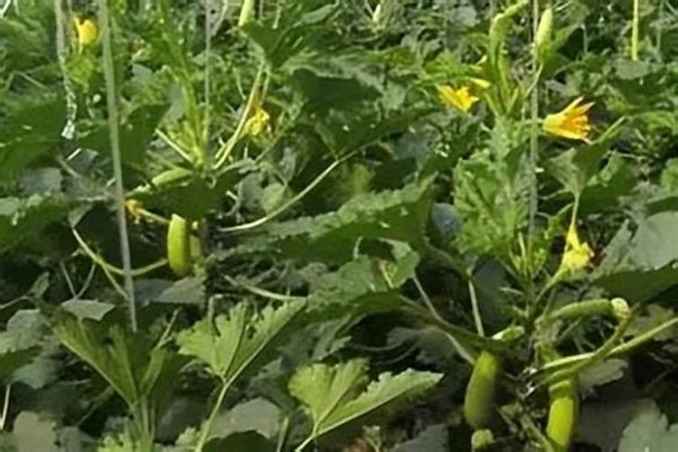 施骨粉能让绣球开什么颜色？