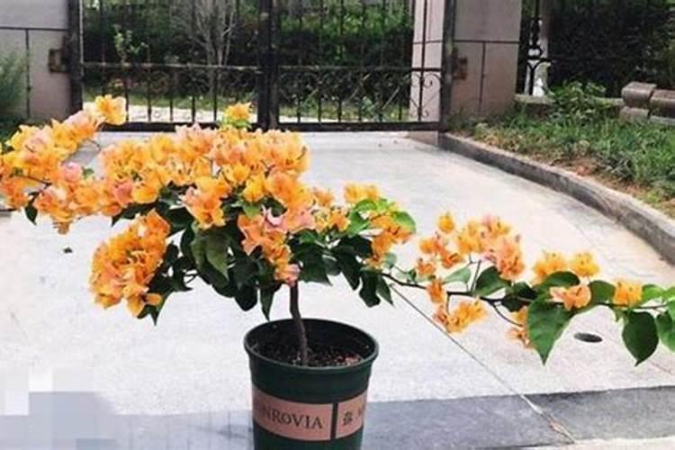 XRF手持式光谱分析仪哪个品牌好啊？