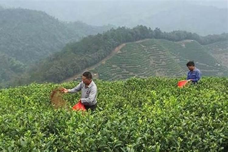 复合肥,氮肥,磷肥,钾肥有什么区别？