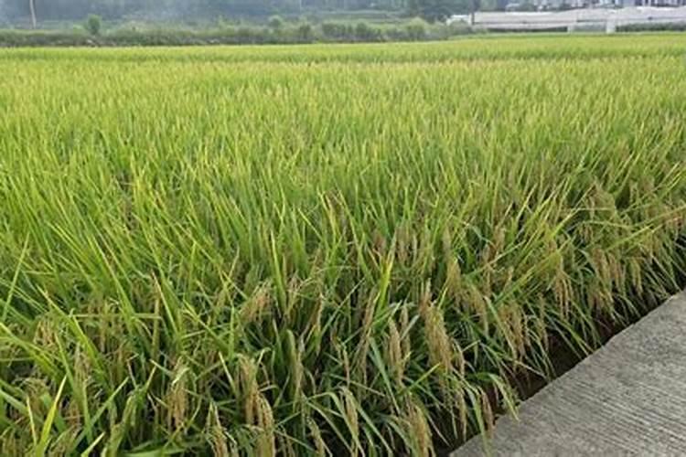 水稻除草后几天能追肥 使用方法有哪些