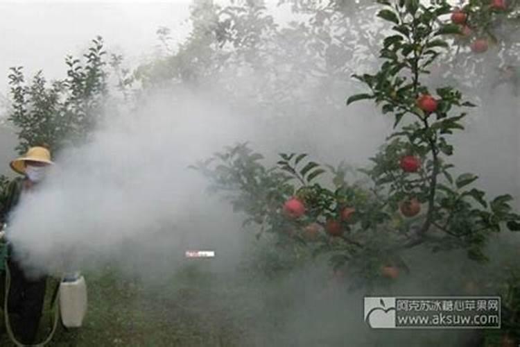 发财树施肥过多掉了很多叶子怎么办？