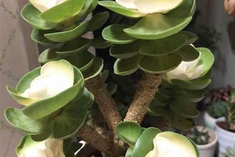 叶面肥什么牌子最好