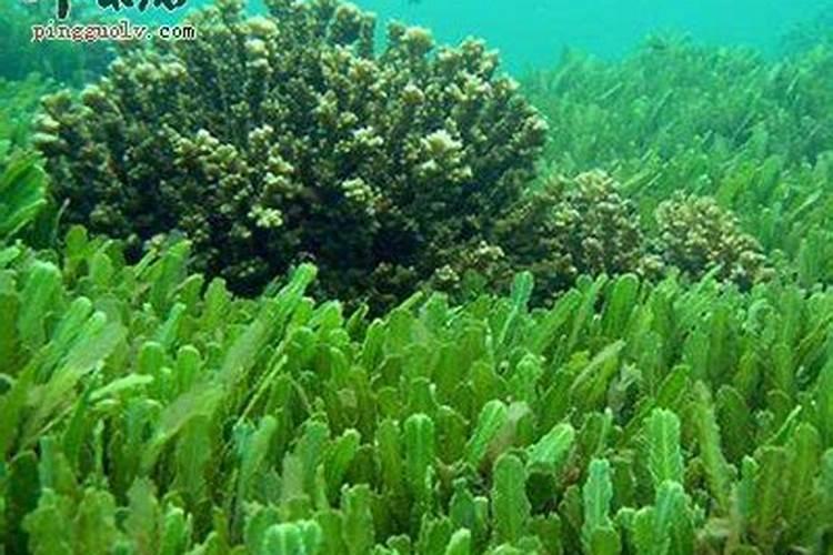 水稻优选 有机水溶肥料有哪些