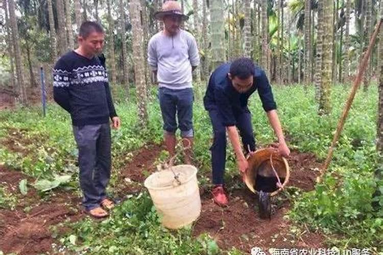 磷酸二氢钾一斤兑多少水合适？