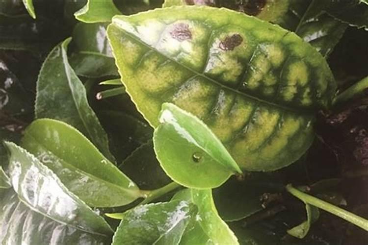 姬玉露徒长:种了多久的多肉可以正常露养？