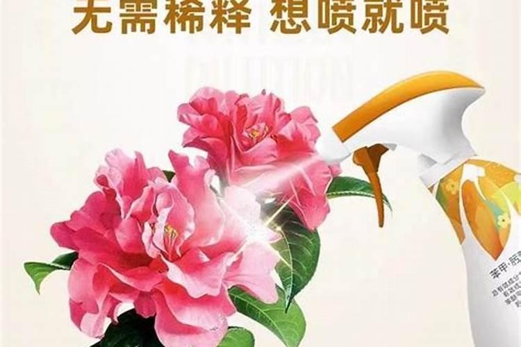 萝卜叶子如何吃