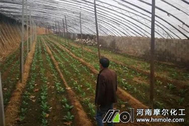兰花养护最好的肥料
