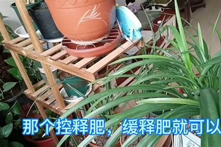 兰花用什么肥料最好