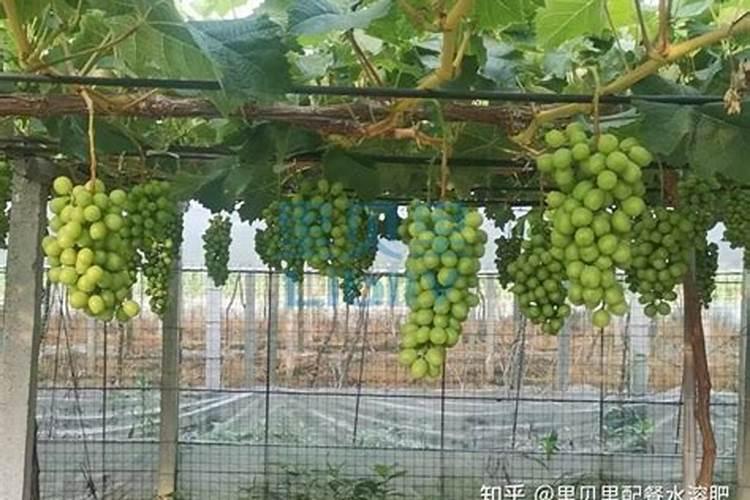 三个十五的复合肥和硝酸磷钾肥哪个肥效更好