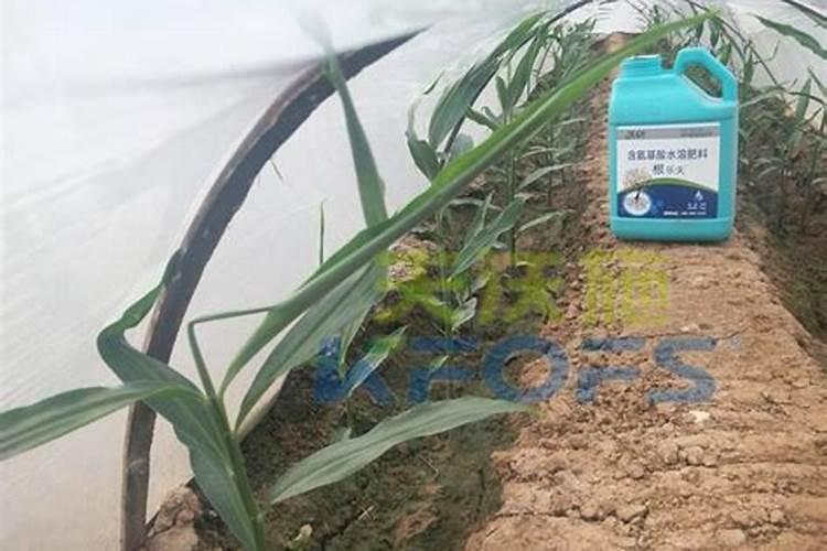 在云南买草莓苗去哪买？