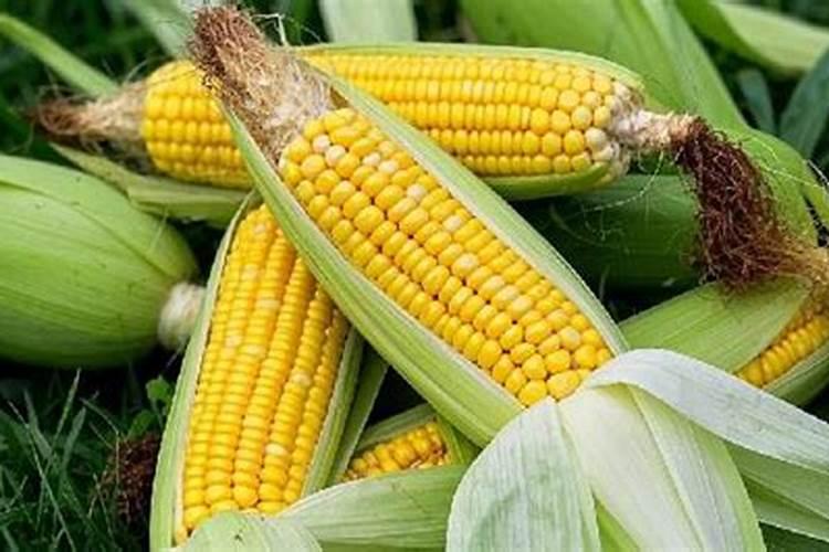 白菜施什么肥最好