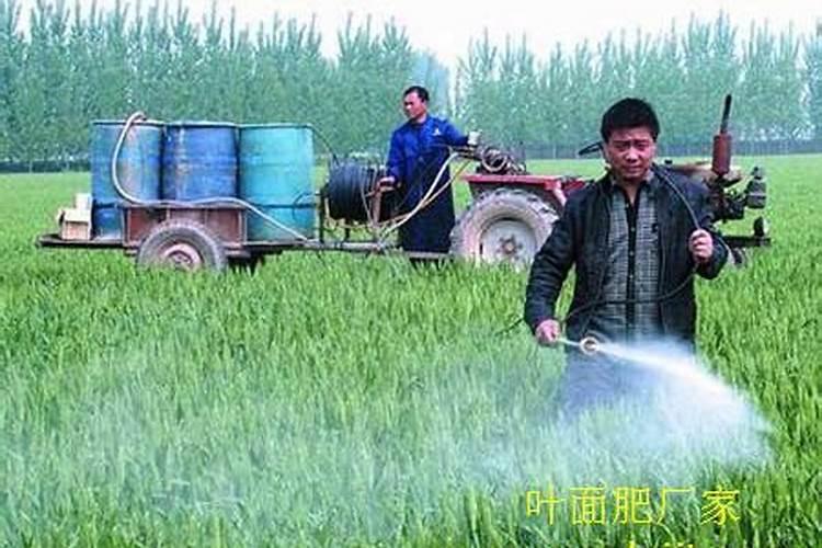 麦子灌浆期打什么叶面肥好