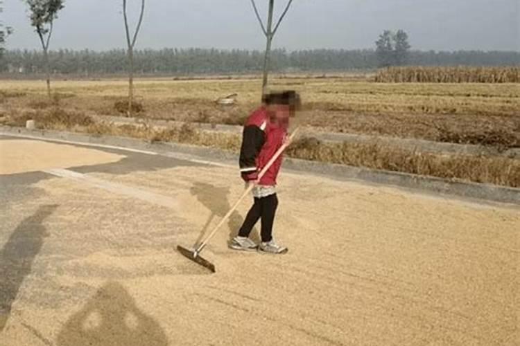 麦子灌浆期打什么叶面肥好