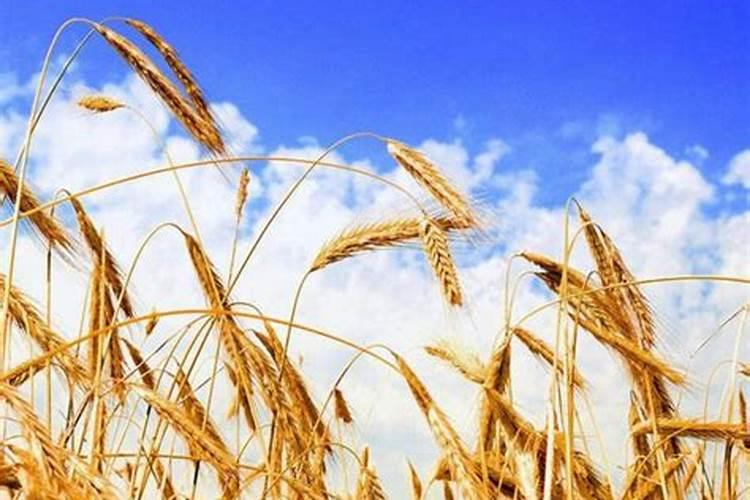 麦子各个阶段施什么肥料好施肥注意事项