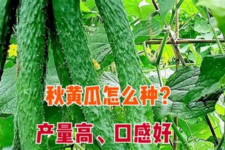 黄爪什么时候适合追肥？