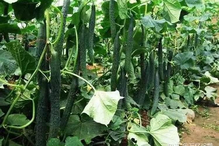 黄瓜什么时候追肥合适,高产追肥方法