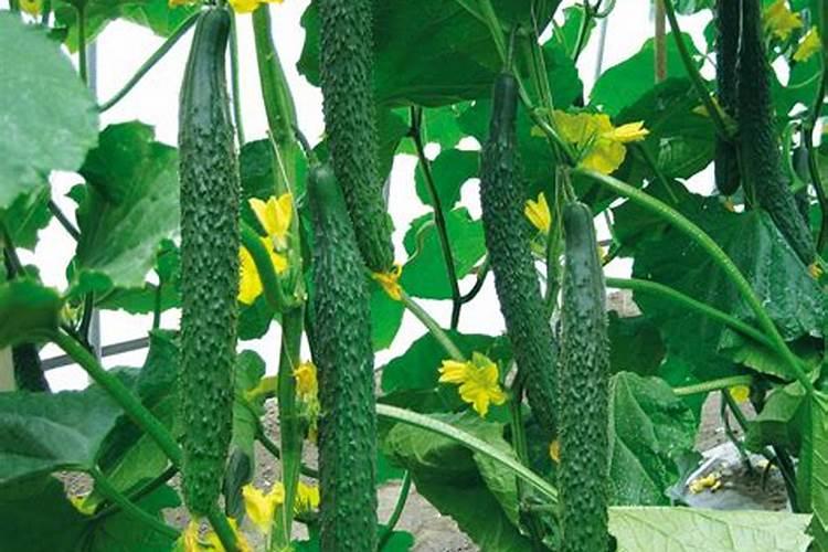 黄瓜冲施肥用多少比例的肥