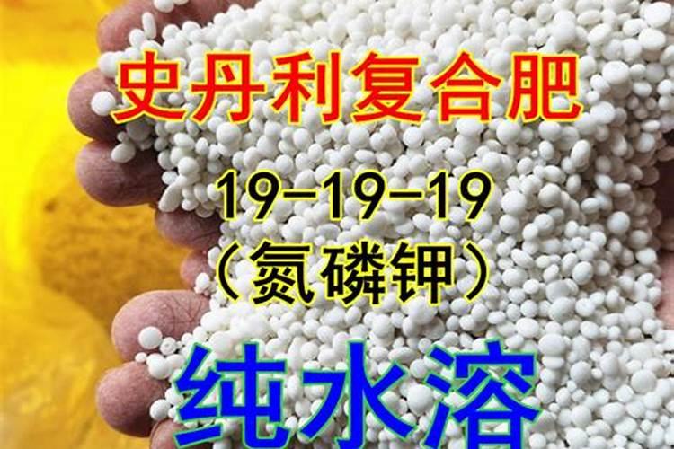 迎春花喜肥吗 喜欢施什么肥料