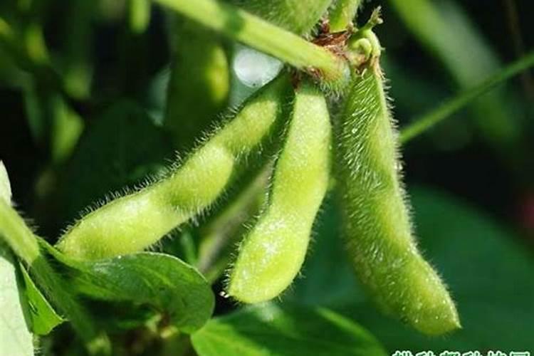 煮熟的黄豆真的可以当做肥料吗？怎样用效果更明显？