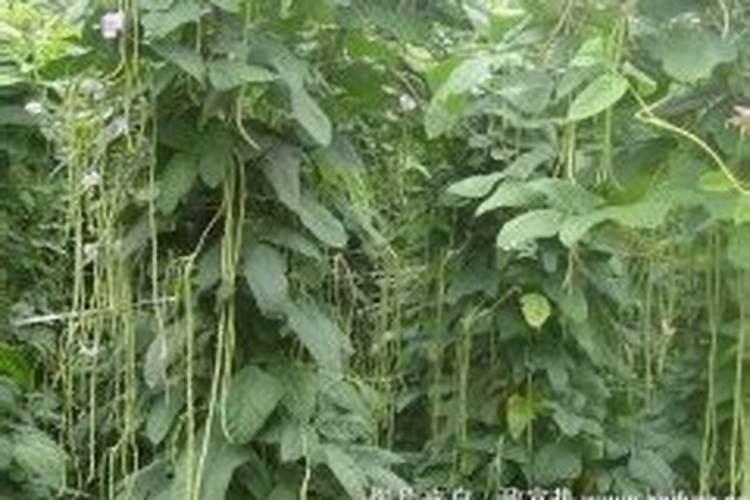 腐殖酸和腐植酸钠区别