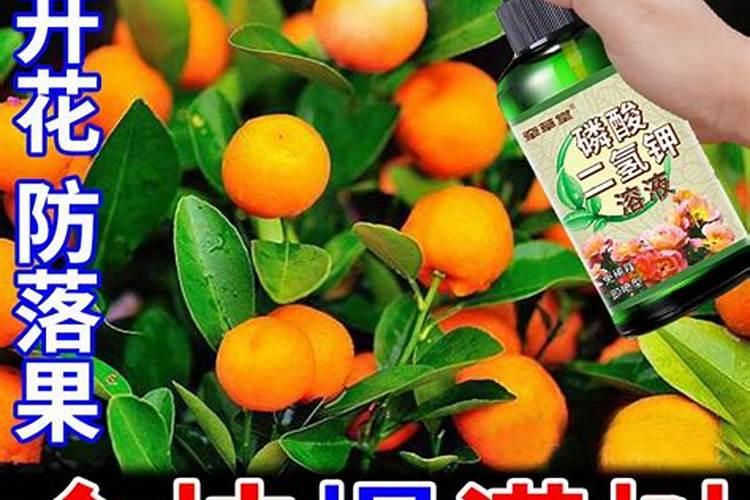 樱桃树什么时候喷硼 硼砂应该什么时间喷施樱桃上