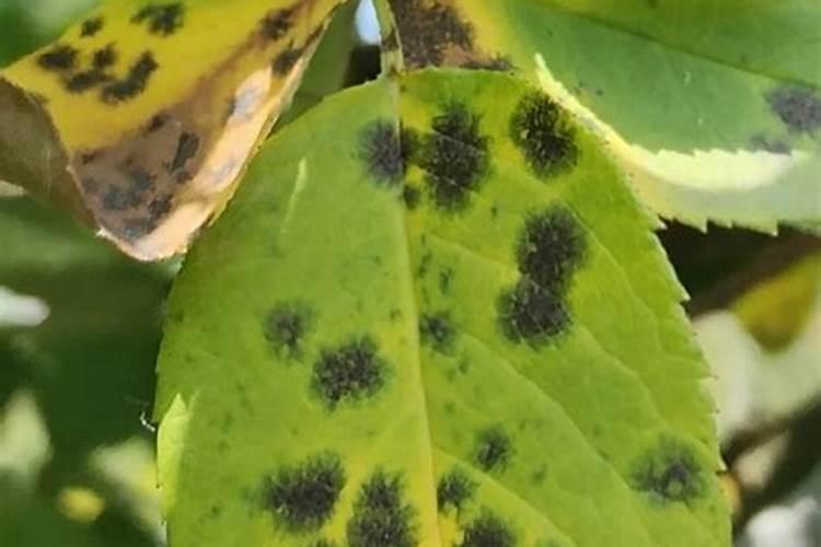 小麦生根分蘖打什么药效果好