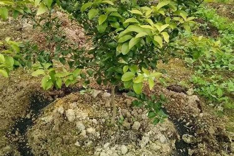 红心猕猴桃长江中下游平原能不能栽种