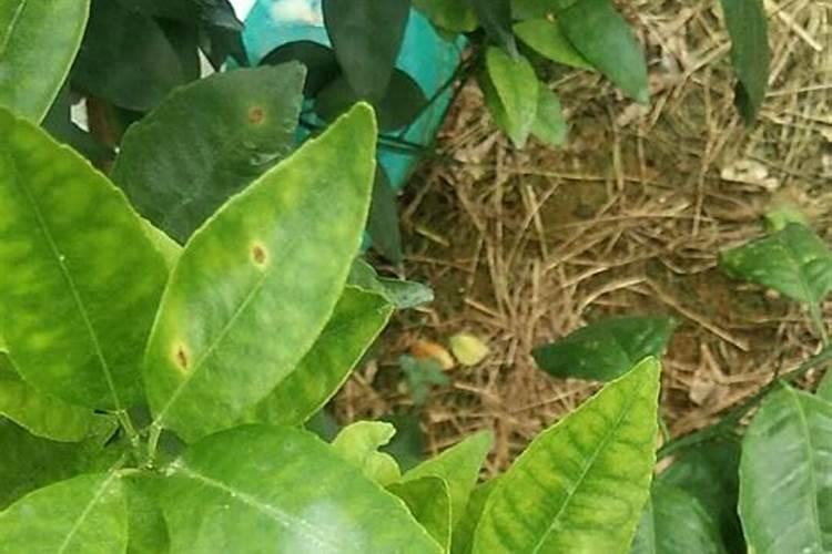 金赞硅肥怎么样