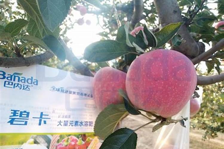 小白菜底肥放什么肥好(底肥施用方法)