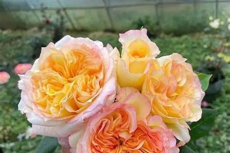 核桃树怎么施肥好？