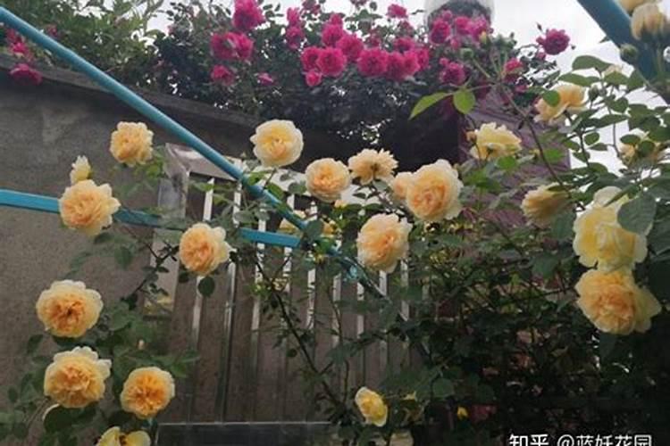 月季多久施一次肥 施肥时间及方法
