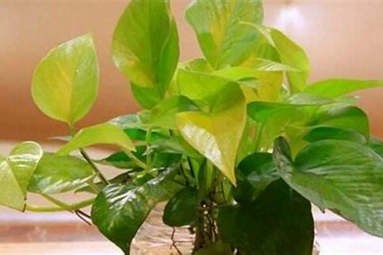 pb0果树促控的使用方法 控梢促花效果好