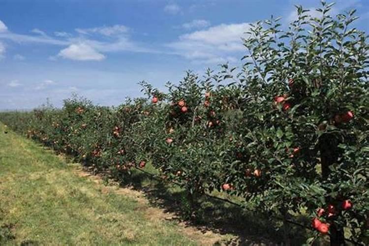 高锰酸钾在不同介质中分解的产物是什么？