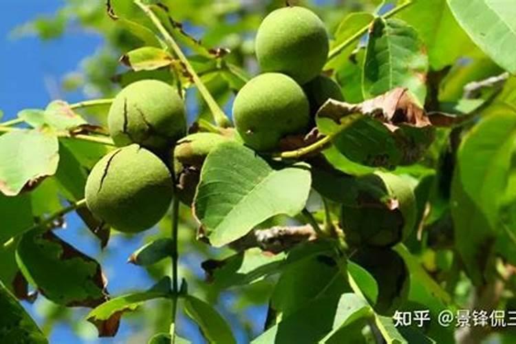 裸根松树的移栽不死的方法 移栽多久成活