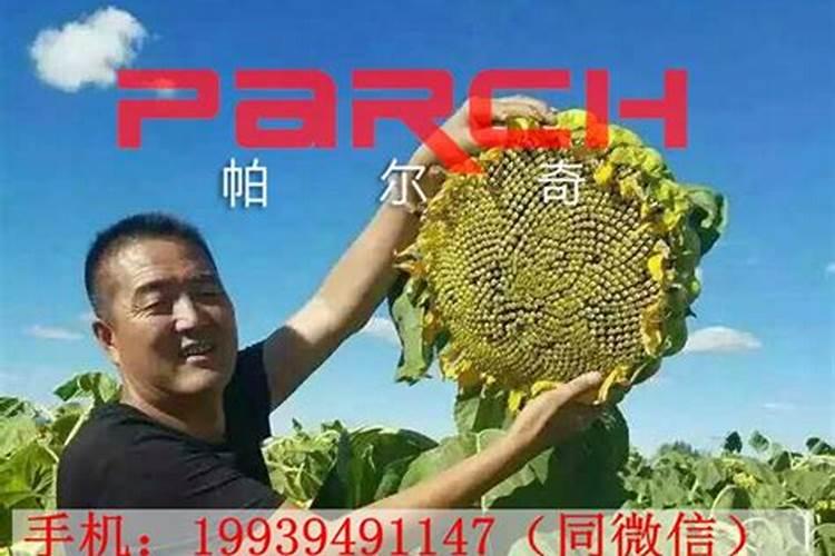 向日葵用什么肥料好