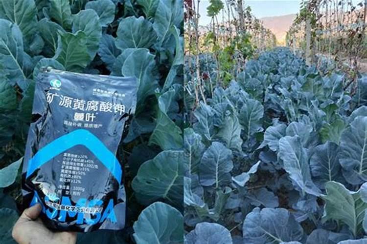 葡萄用什么肥料好