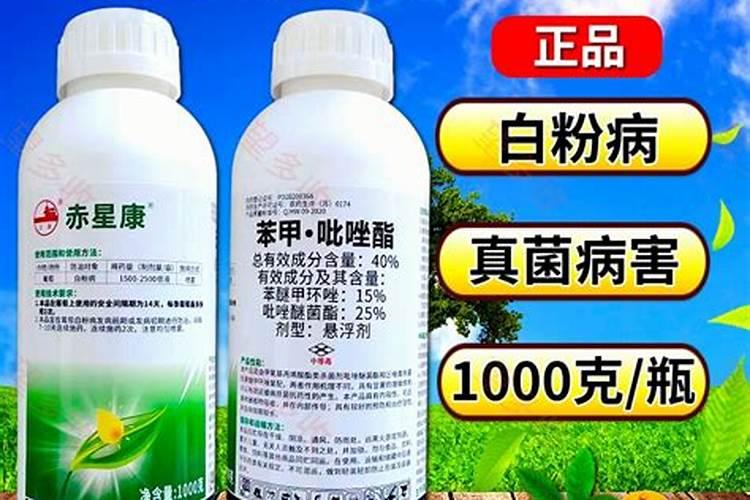 茶花花苞没开就掉了的原因