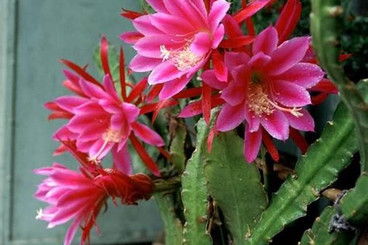 20多种自制水果酵素配方