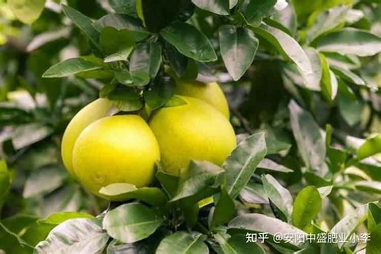 柚子用什么肥料果实更甜 如何施肥增甜效果好